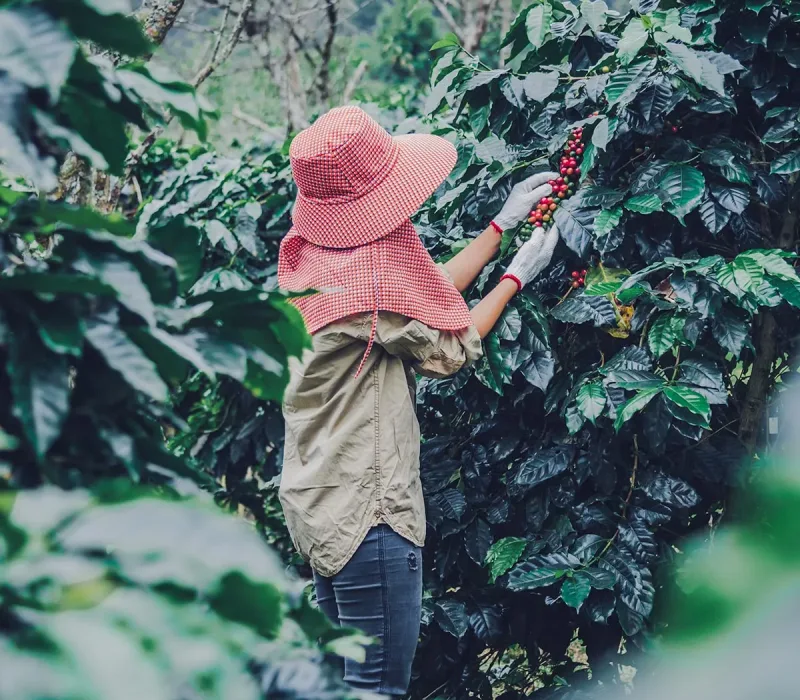 A person in a red hat harvesting coffee beans from its tree