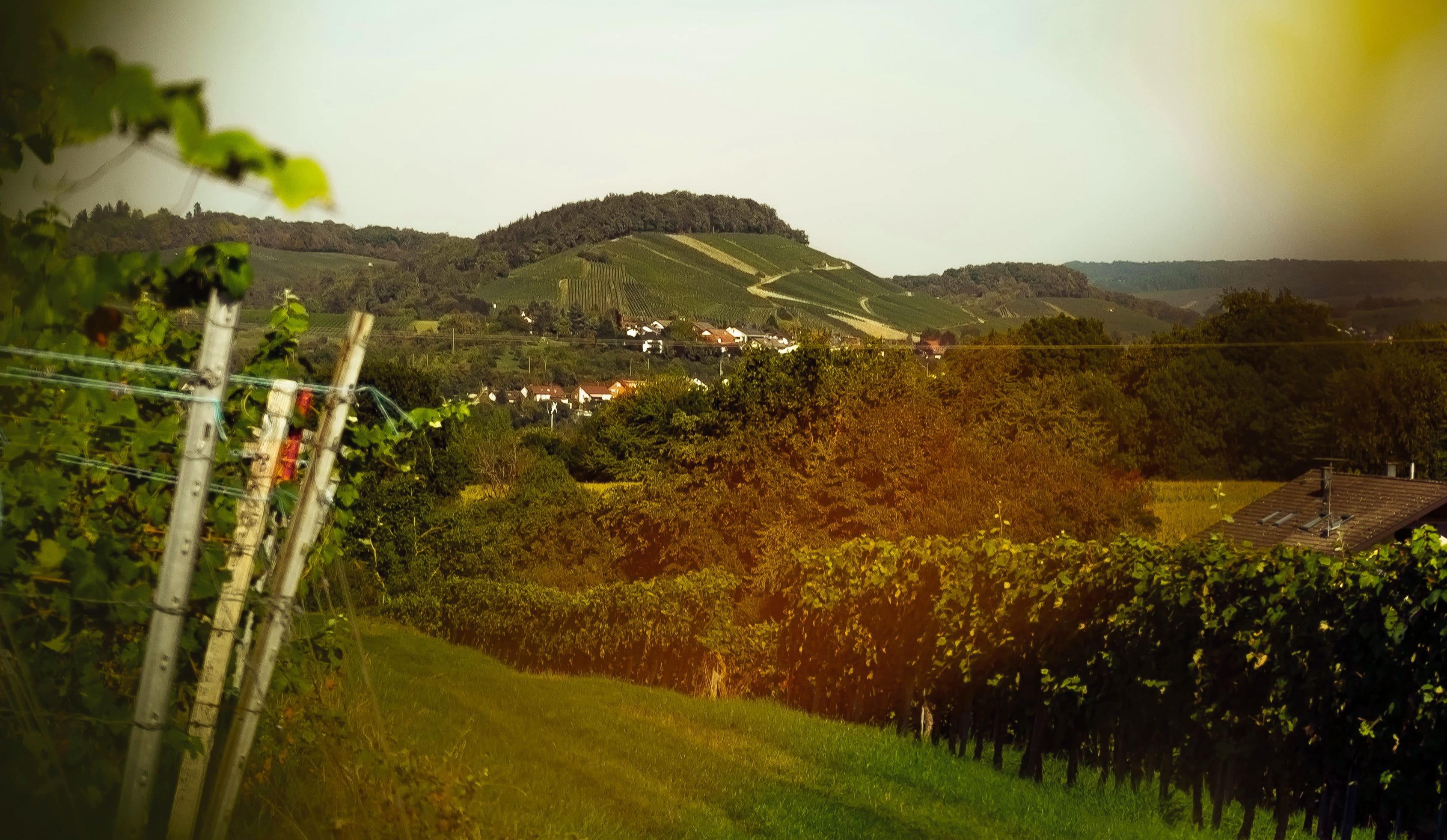 The picture shows a photo of grapevines with a small village in the background. The nature looks green and vibrant.