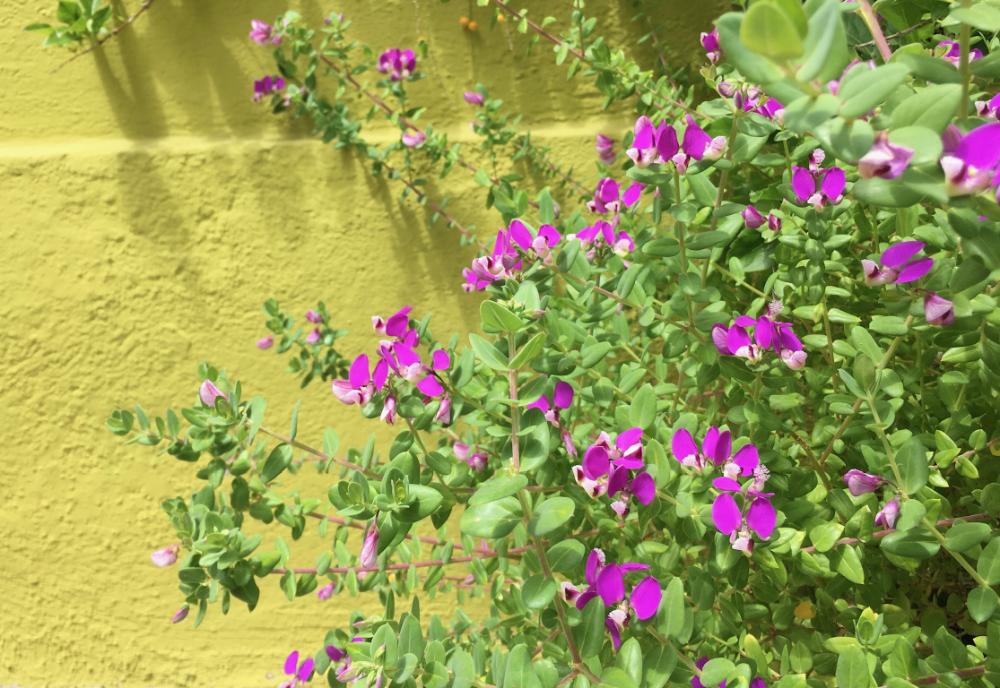 Garden Paths & Architectural Gems Group Tour