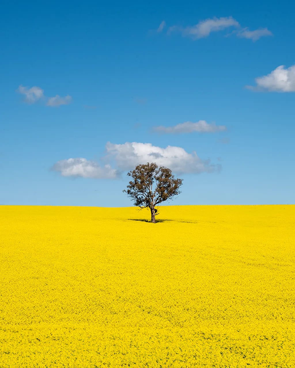 Australian landscape photographer — canola field with lone tree NSW by Shekhar Jay Photography