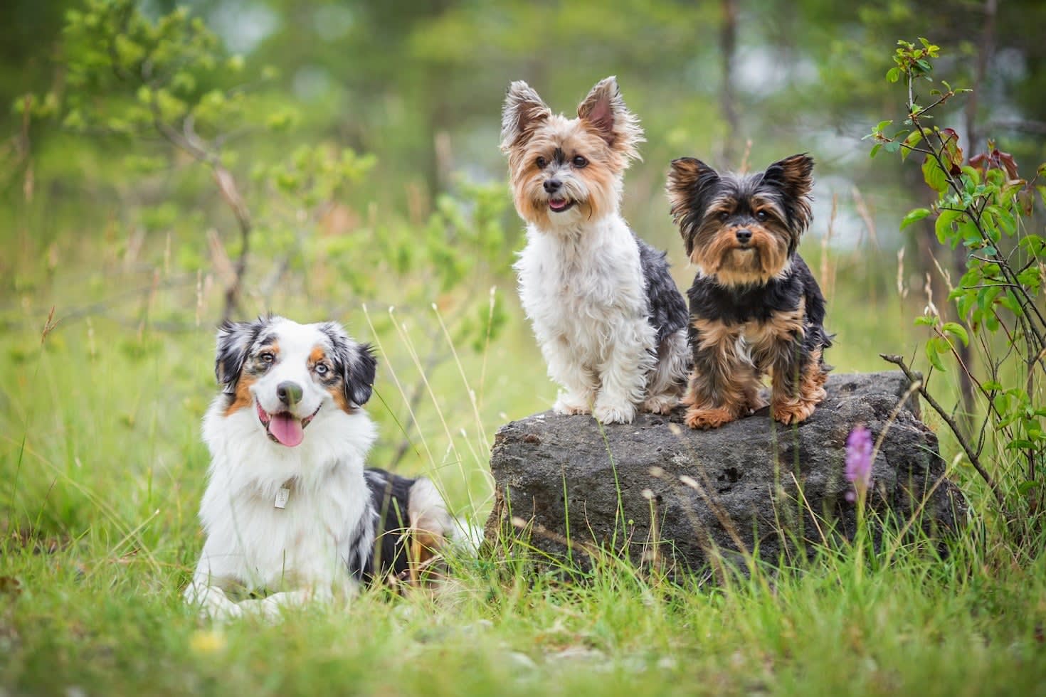 Which Dog Breed Are You Really?