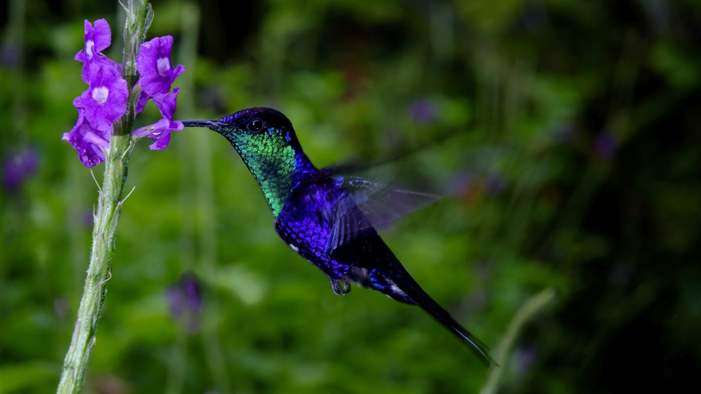 The Joyful Hummingbird