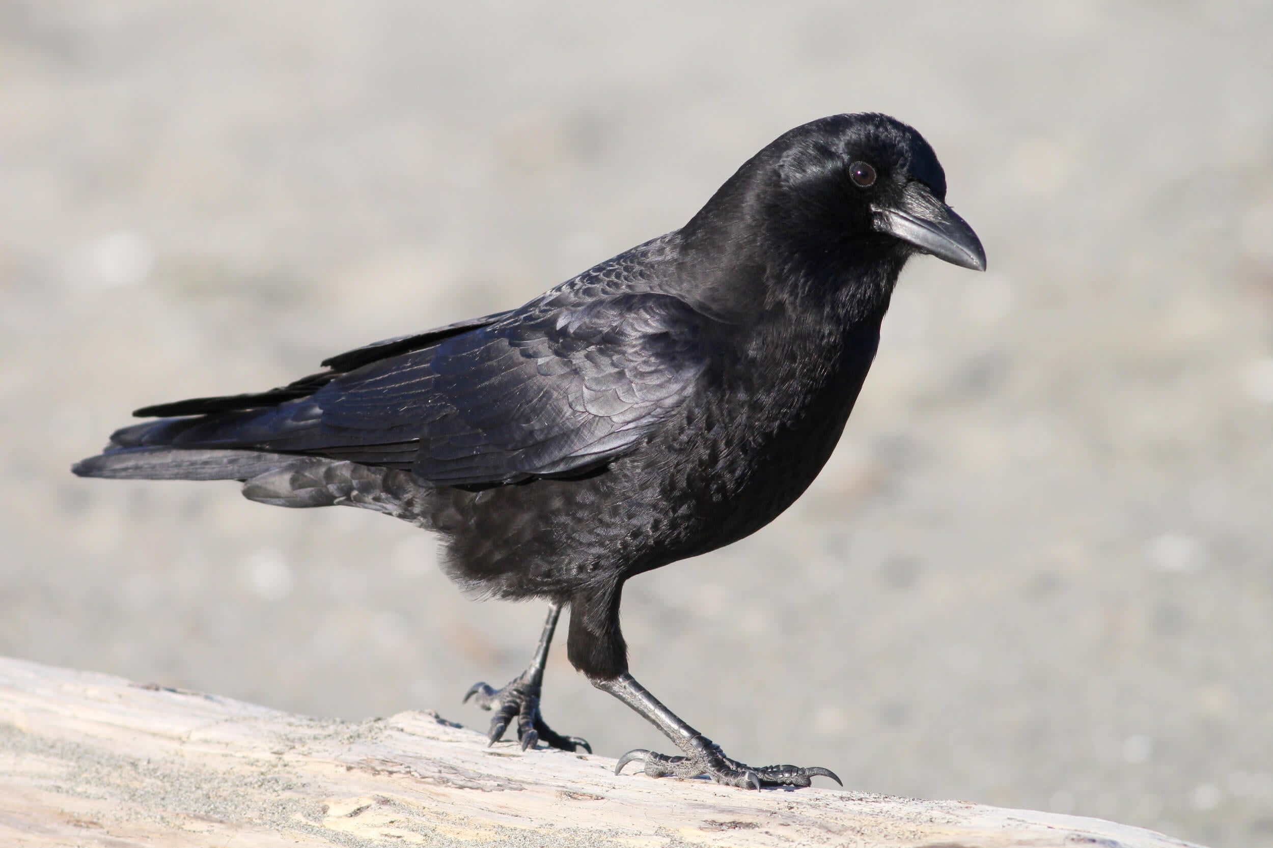 The Cunning Crow