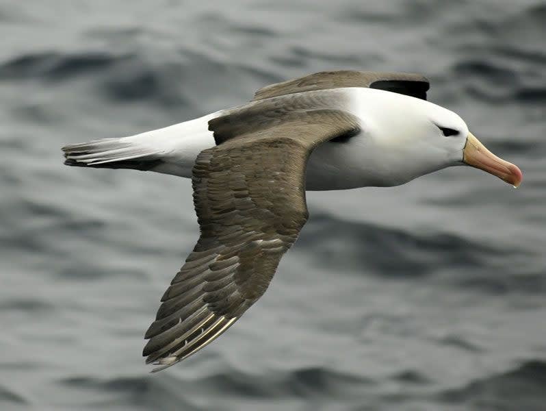 The Enduring Albatross