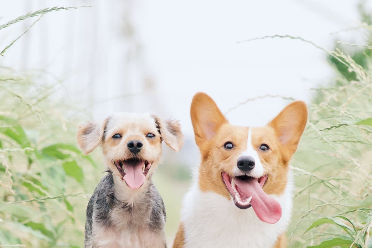 Adrenaline Junkie Husky