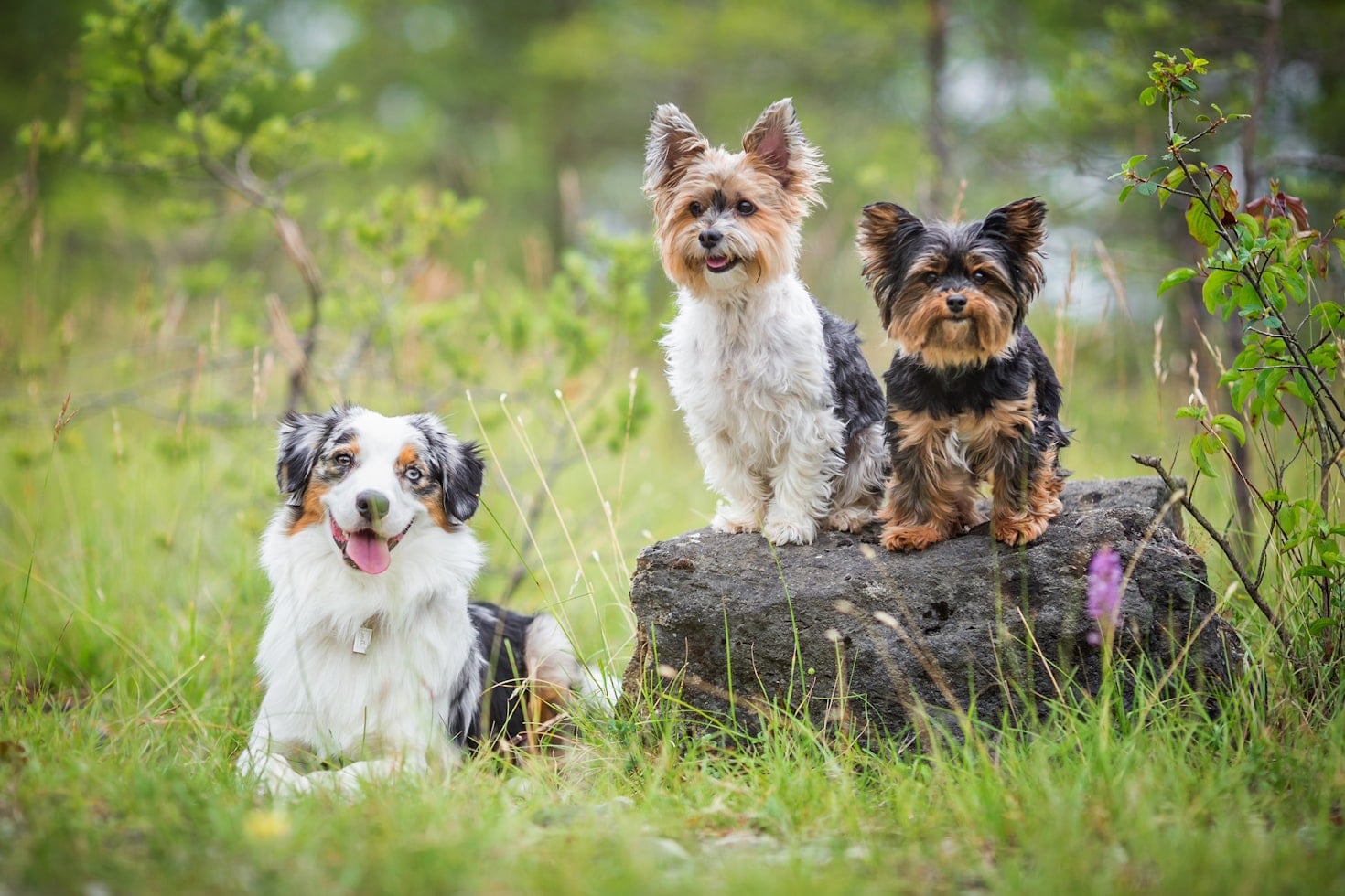 Which Dog Breed Are You Really?