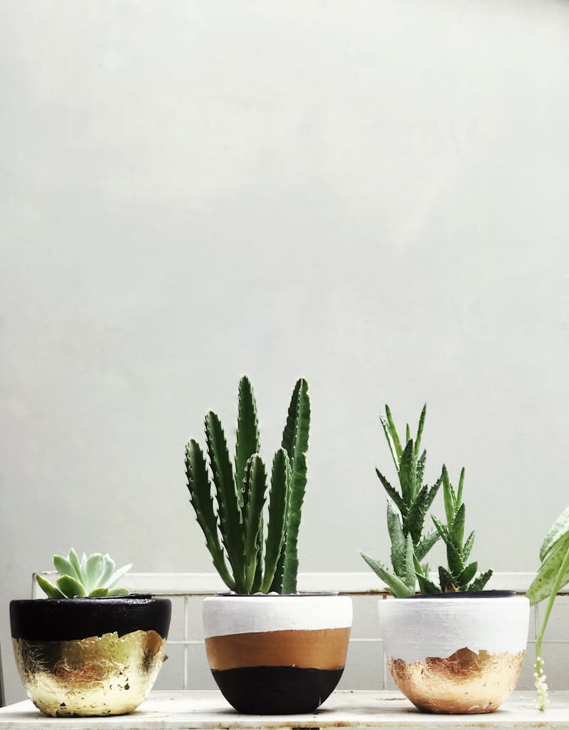 Modern Succulent Trio