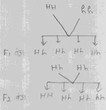 Fusion of gametes of long-winged housefly (HH) and short-winged
housefly (hh)