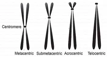 Metacentric, Sub-metacentric, Acrocentric and Telocentric chromosome