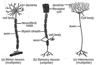 Neuron