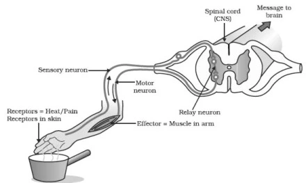 Reflex arc