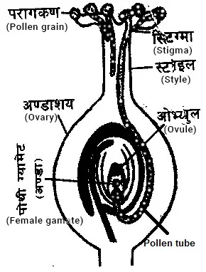 Fertilization process in angiospermic plant