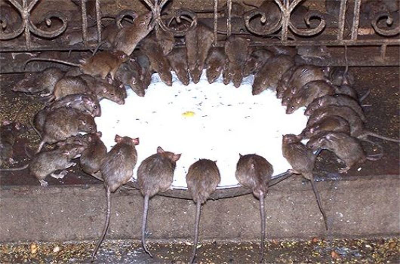 Rats getting prasad in temple 