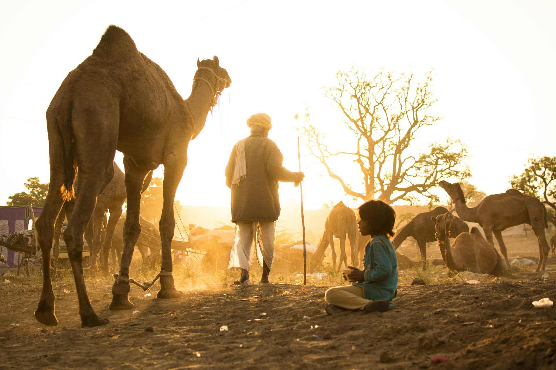 a groups of camel in rajasthan 