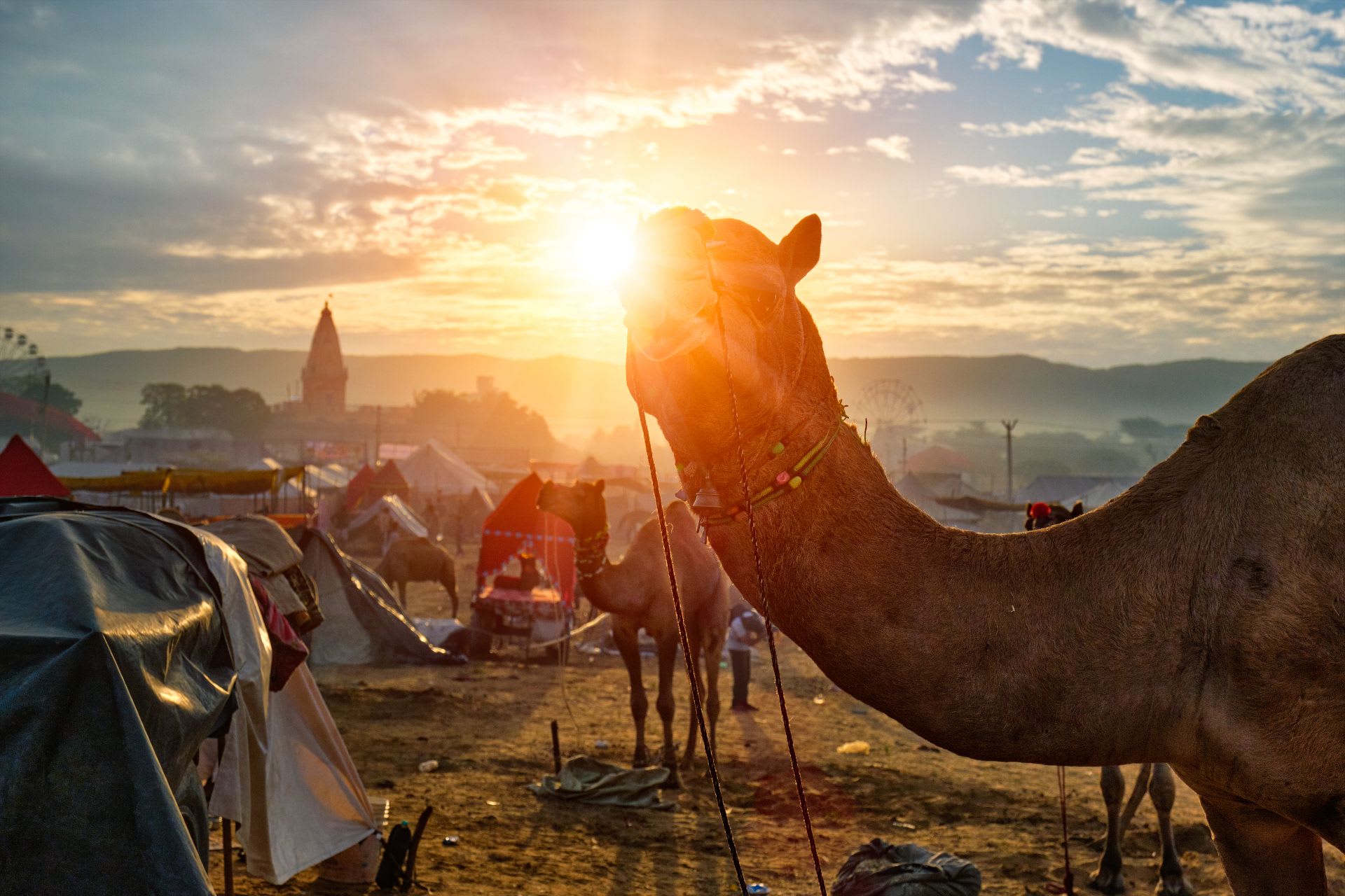 pushkar fair, camel fair in rajasthnn, rajasthani camel, pushkar travel