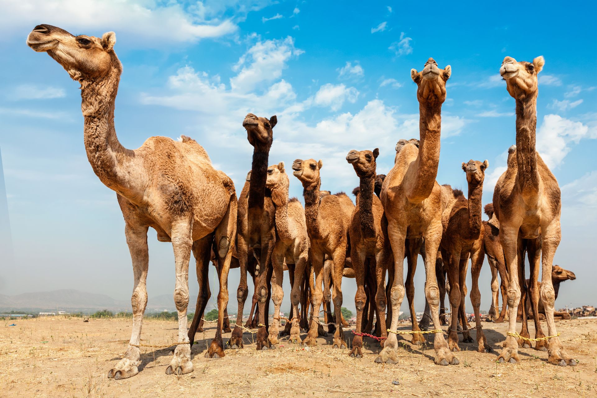 indian camels, camels in desert, camel farm