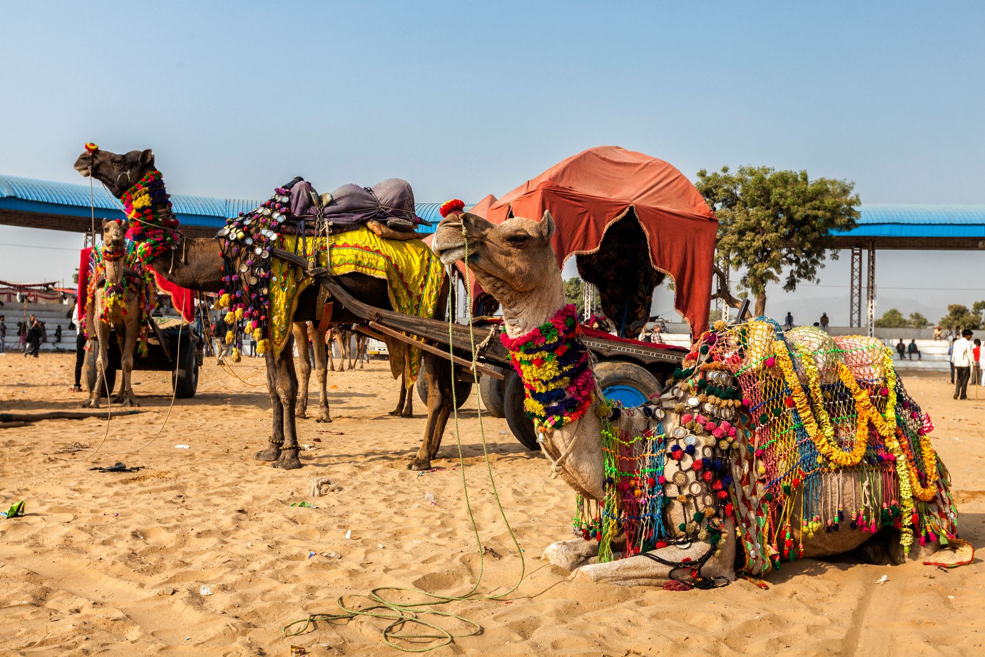 biggest camel festival of india, camel fair of rajasthan