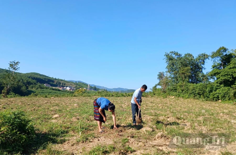Vợ chồng anh Hồ Văn Chinh (thôn Khe Van, xã Hướng Hiệp) chăm sóc vườn cỏ voi, chủ động nguồn thức ăn cho đàn bò trong mùa mưa - Ảnh: N.B