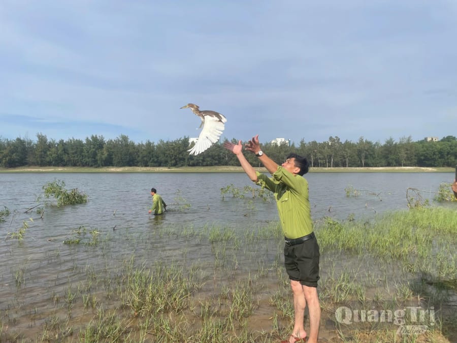 Cán bộ Hạt Kiểm lâm Quảng Ninh thả chim hoang dã về môi trường tự nhiên - Ảnh: M.H