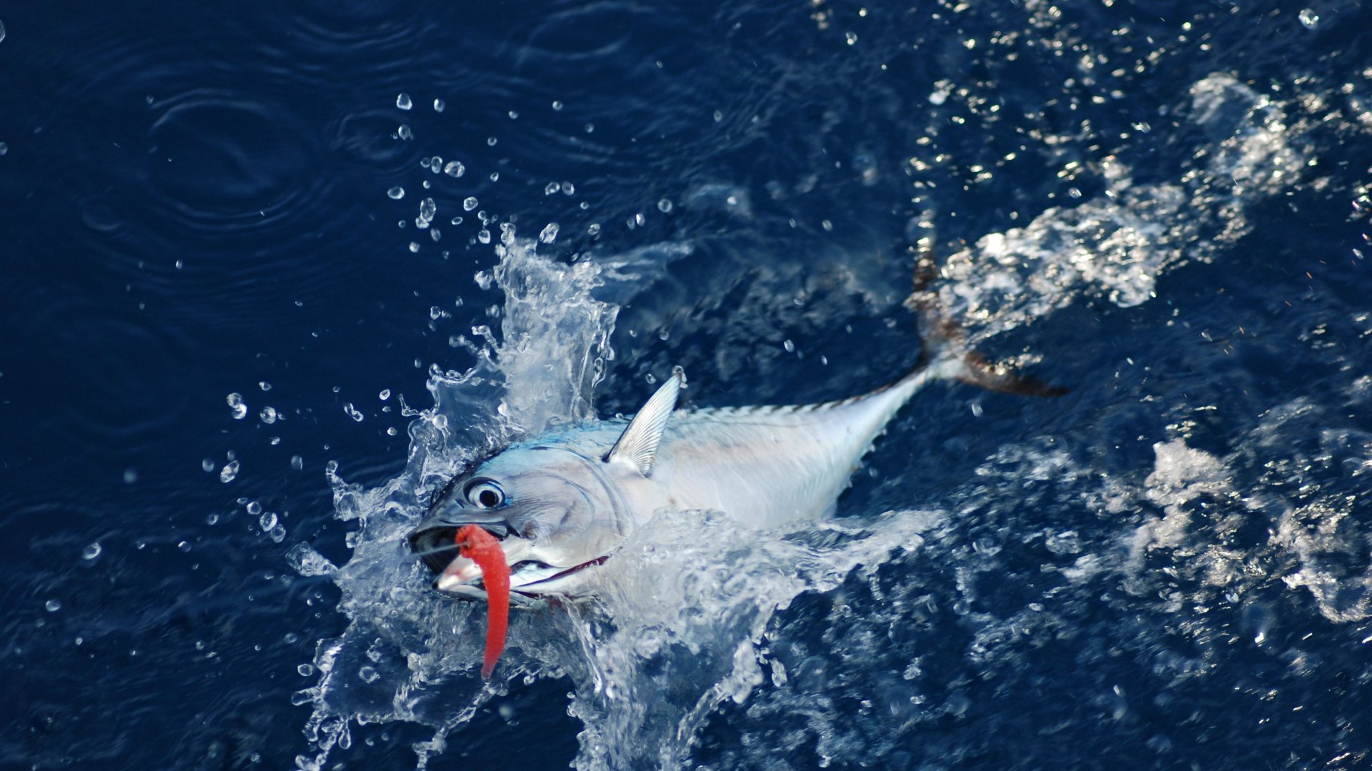 Full Day Coastal Sea Fishing | Mami Wata Tours