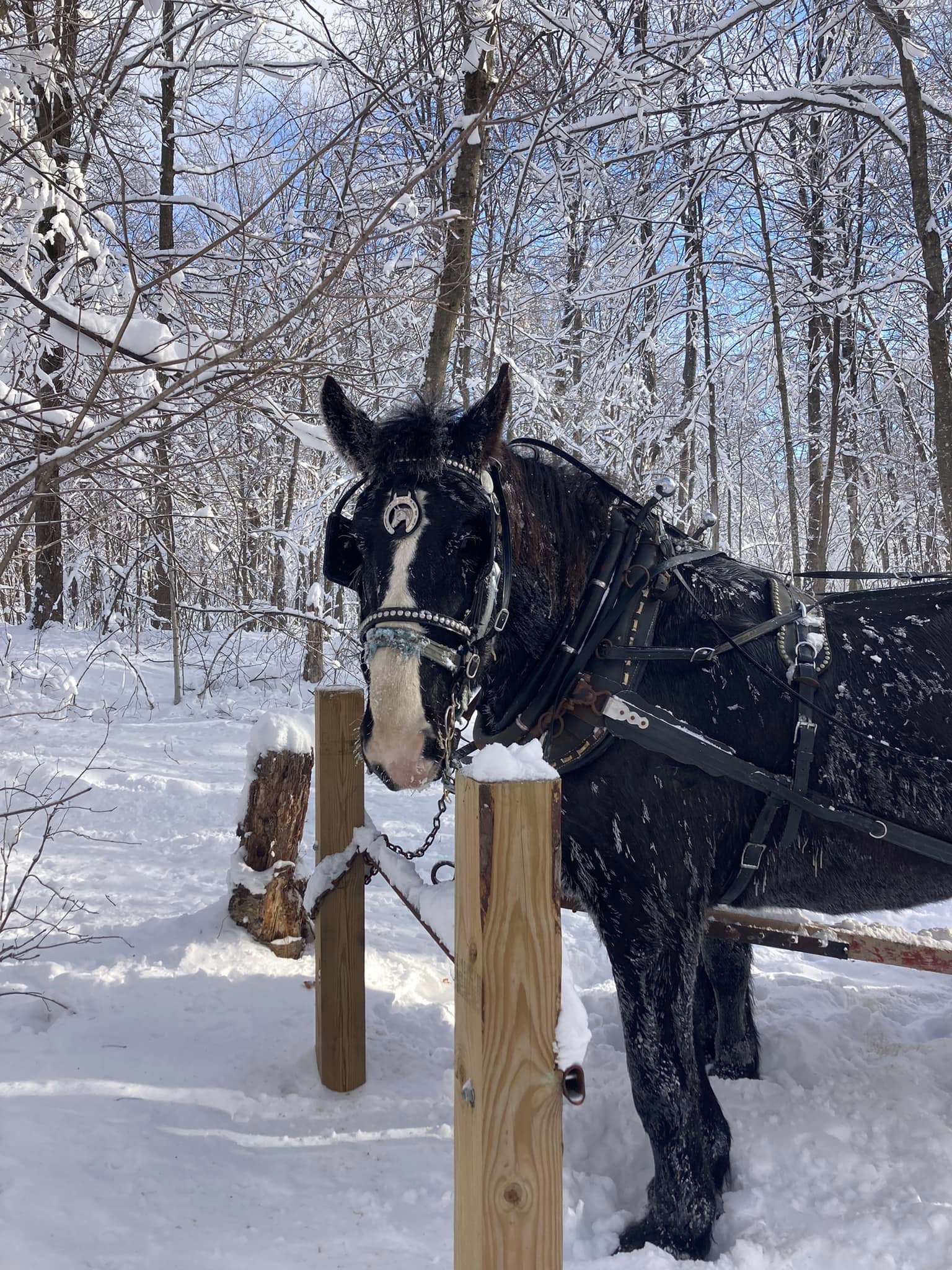 Horse at Brandt's Sleigh Rides