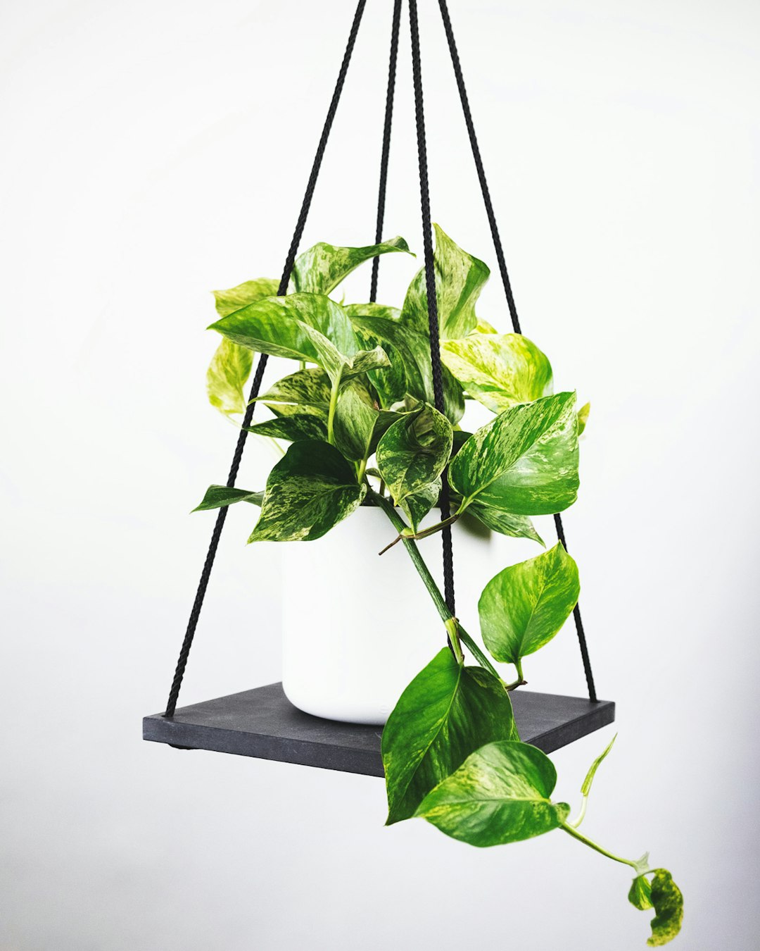 A pothos plant with long trailing vines on a shelf.