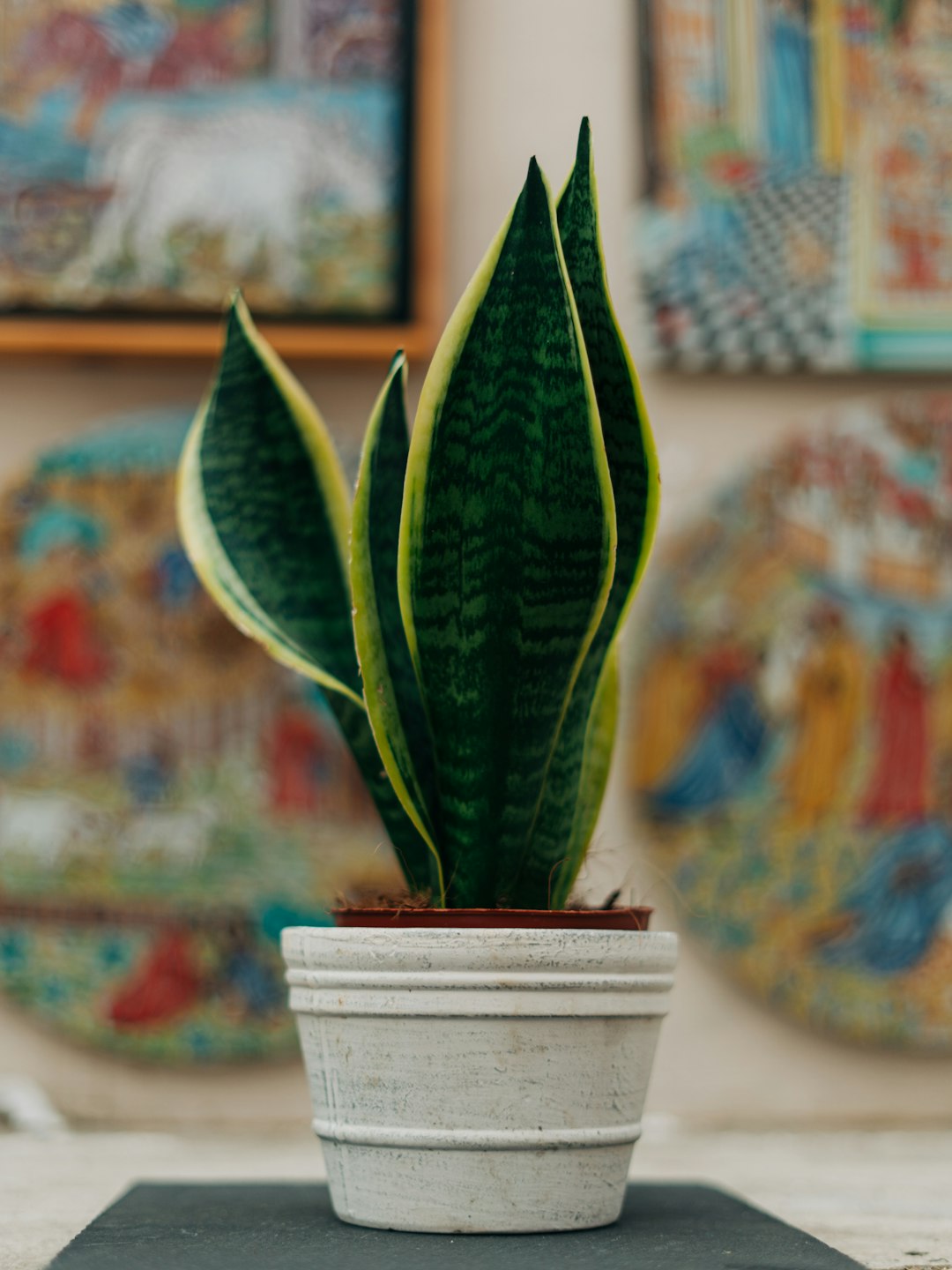 A snake plant in a minimalist ceramic pot.