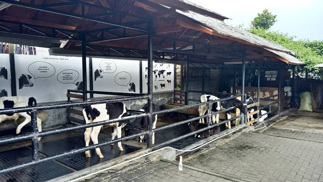 Melihat Sapi dI Kebun Mini Farmhouse Bandung