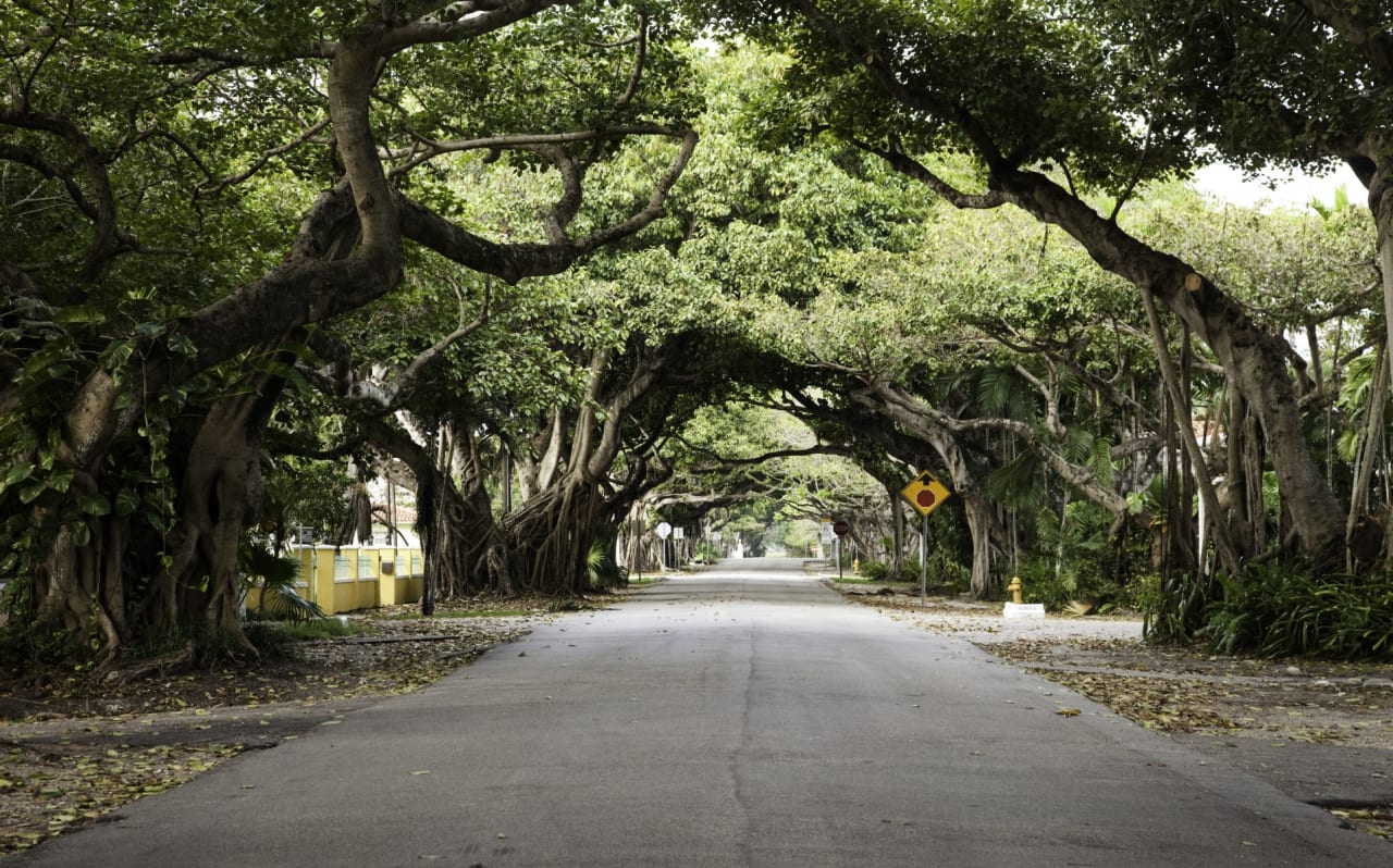 Sun-dappled canopied street in Coral Gables, framed by a cathedral of mature oak trees
