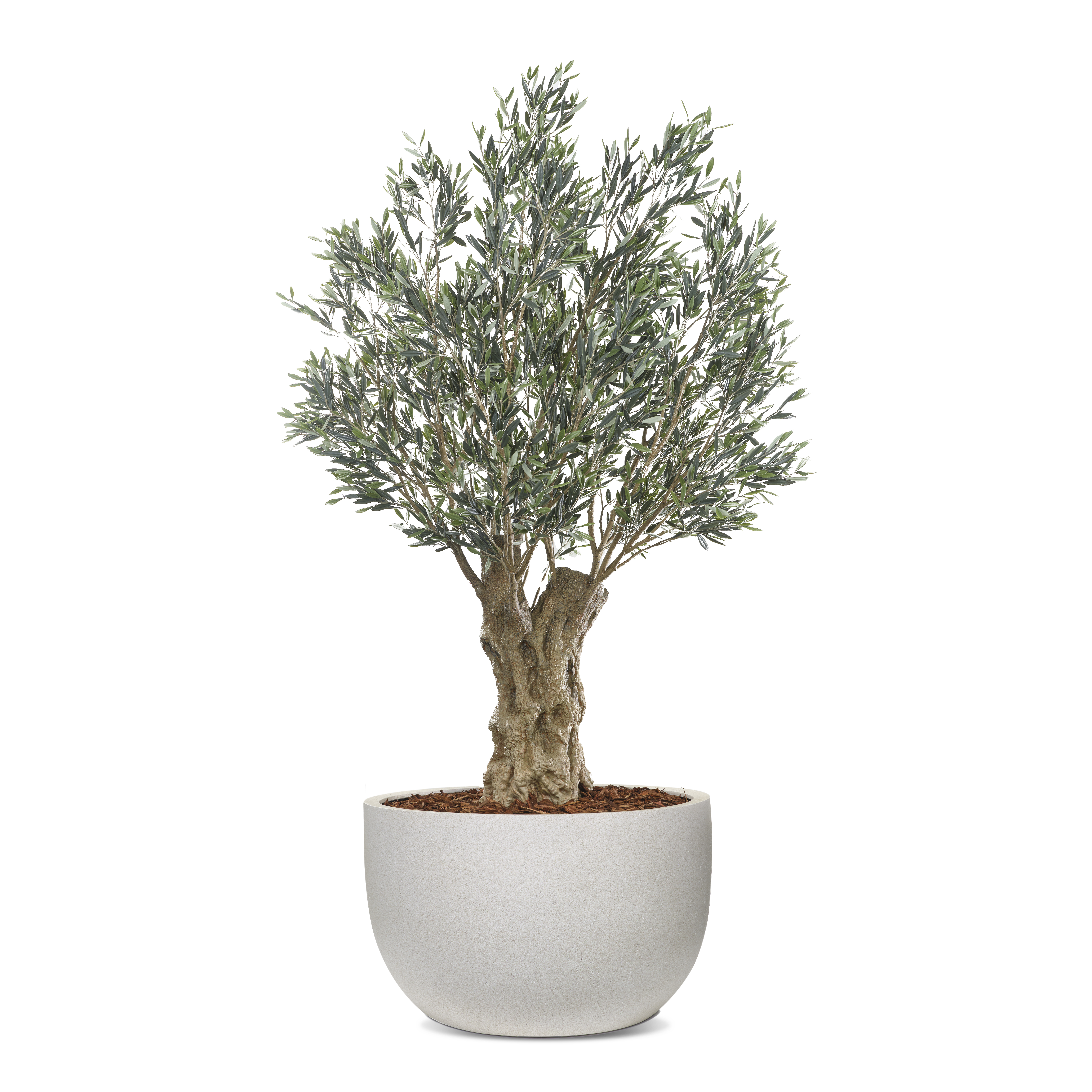 Olea Bella Olive Tree, image 1