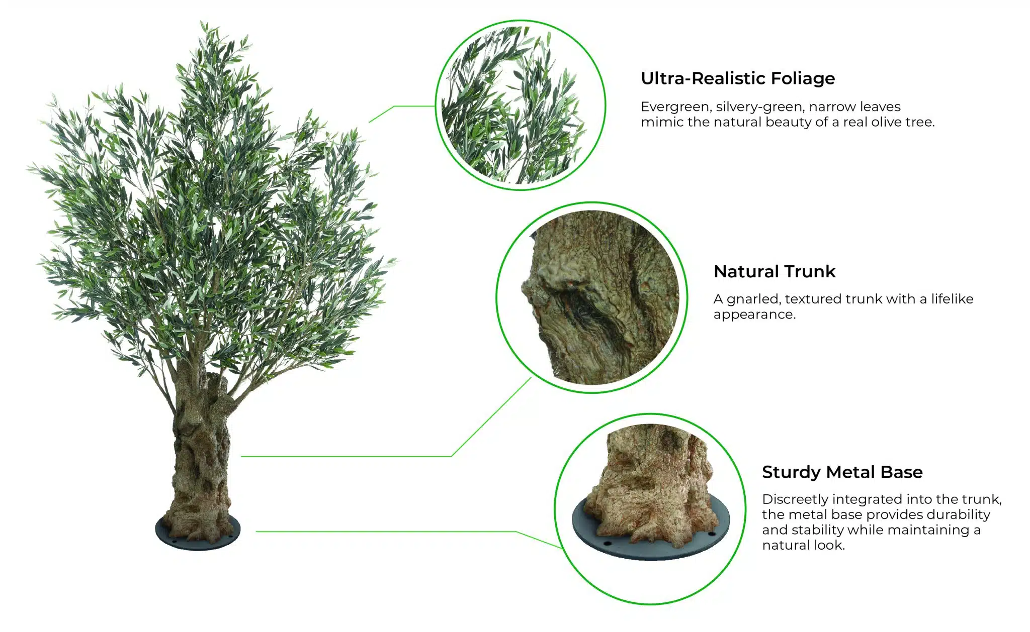 Olea Bella Olive Tree, image 2