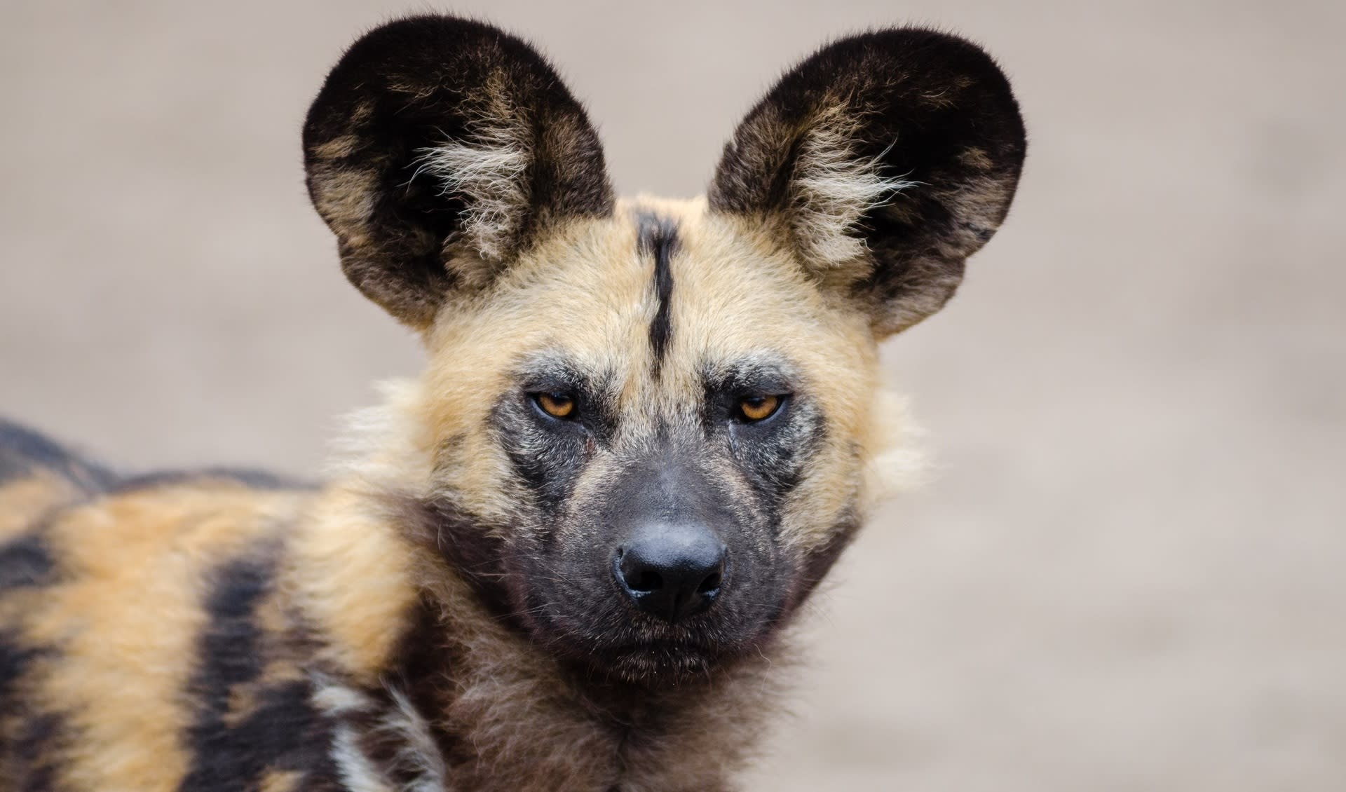 African wild dog facts