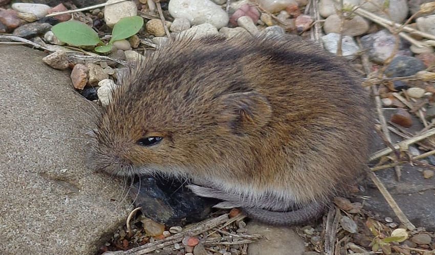 Sminthidae - Birch mice: facts, distribution & population | BioDB