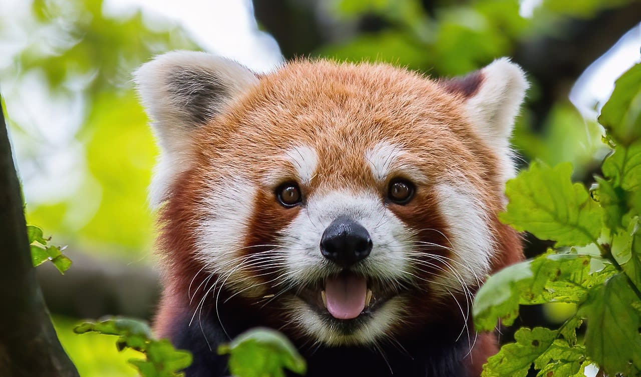 Red panda facts, distribution & population | BioDB