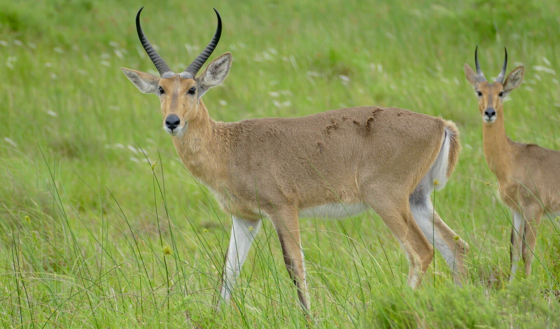 Southern reedbuck facts, distribution & population | BioDB