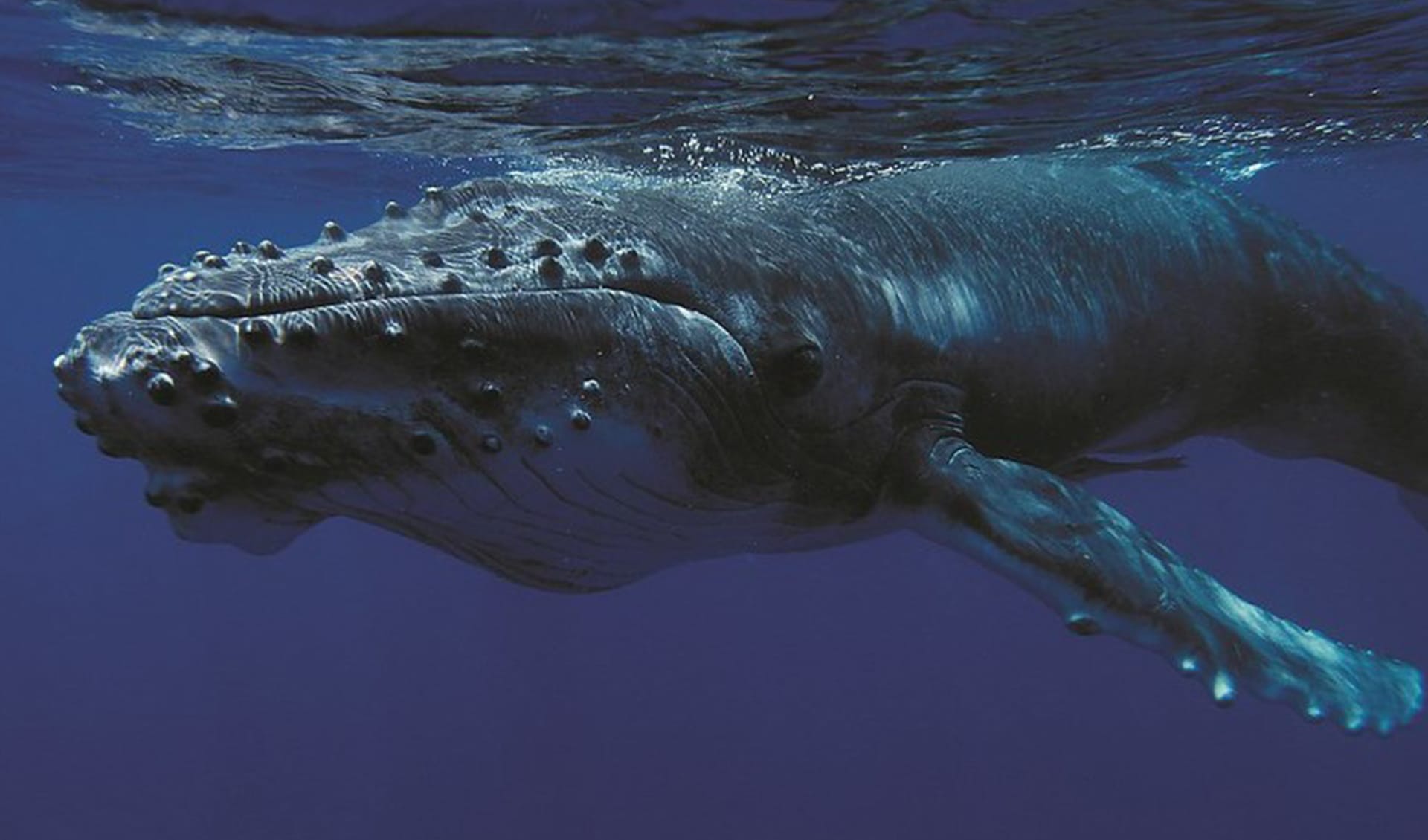Humpback whale facts, distribution & population | BioDB
