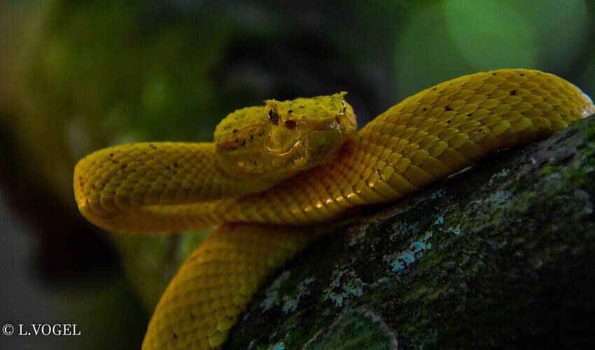 Bothriechis – Palm vipers: facts, distribution & population | BioDB