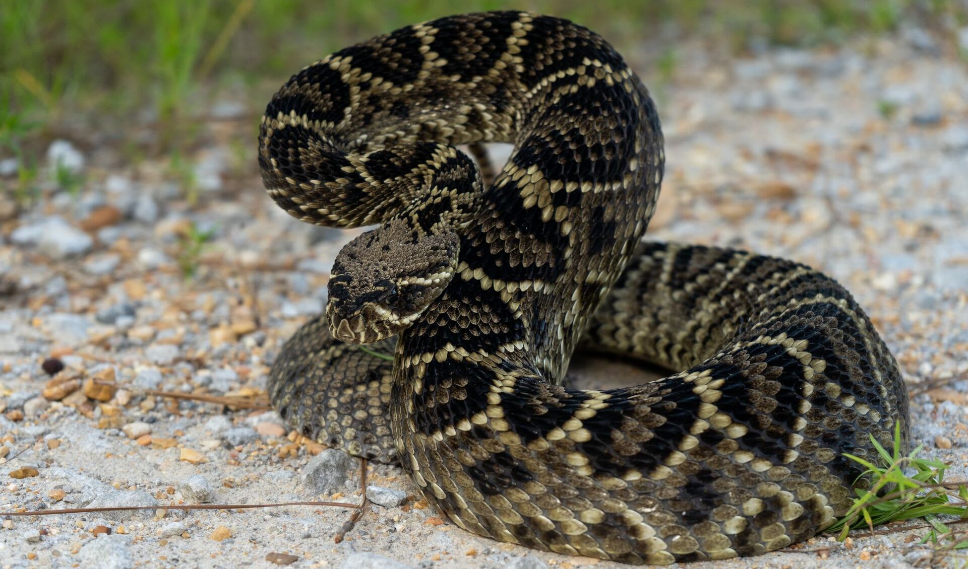 Eastern diamondback rattlesnake facts, distribution & population | BioDB