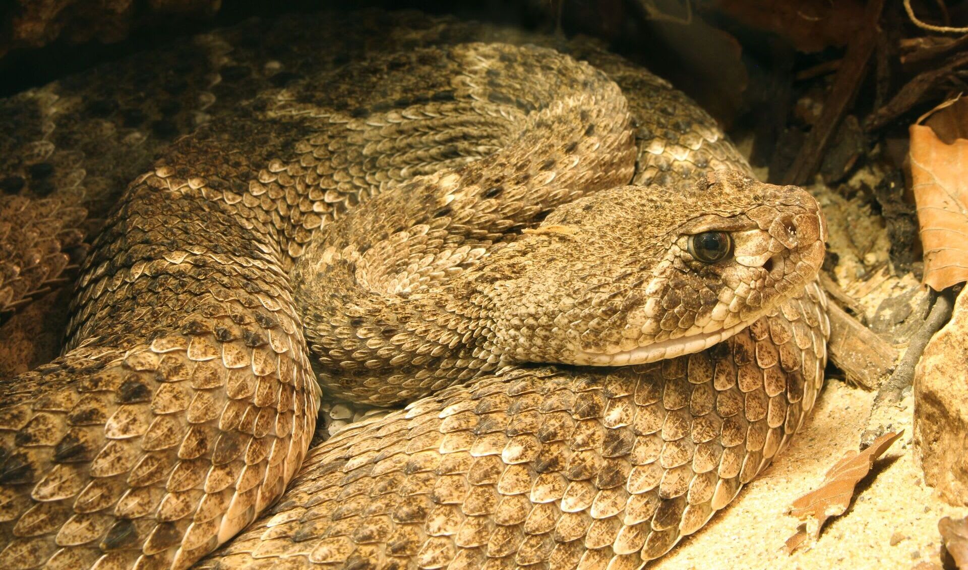 Western diamondback rattlesnake facts, distribution & population | BioDB