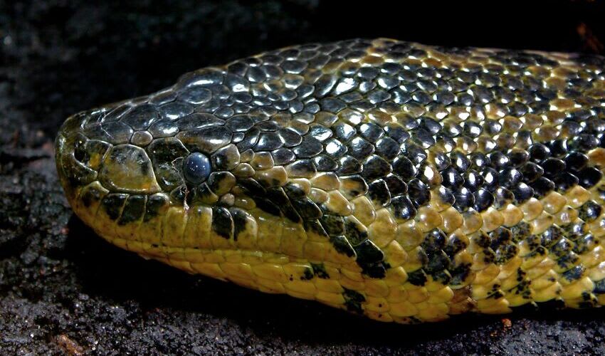 Eunectes – Anacondas: facts, distribution & population | BioDB