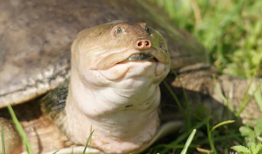 Apalone - North America softshell turtles: facts, distribution ...