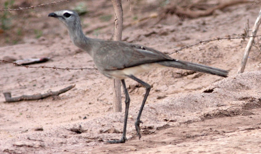 Chunga – Black-legged seriema: facts, distribution & population | BioDB