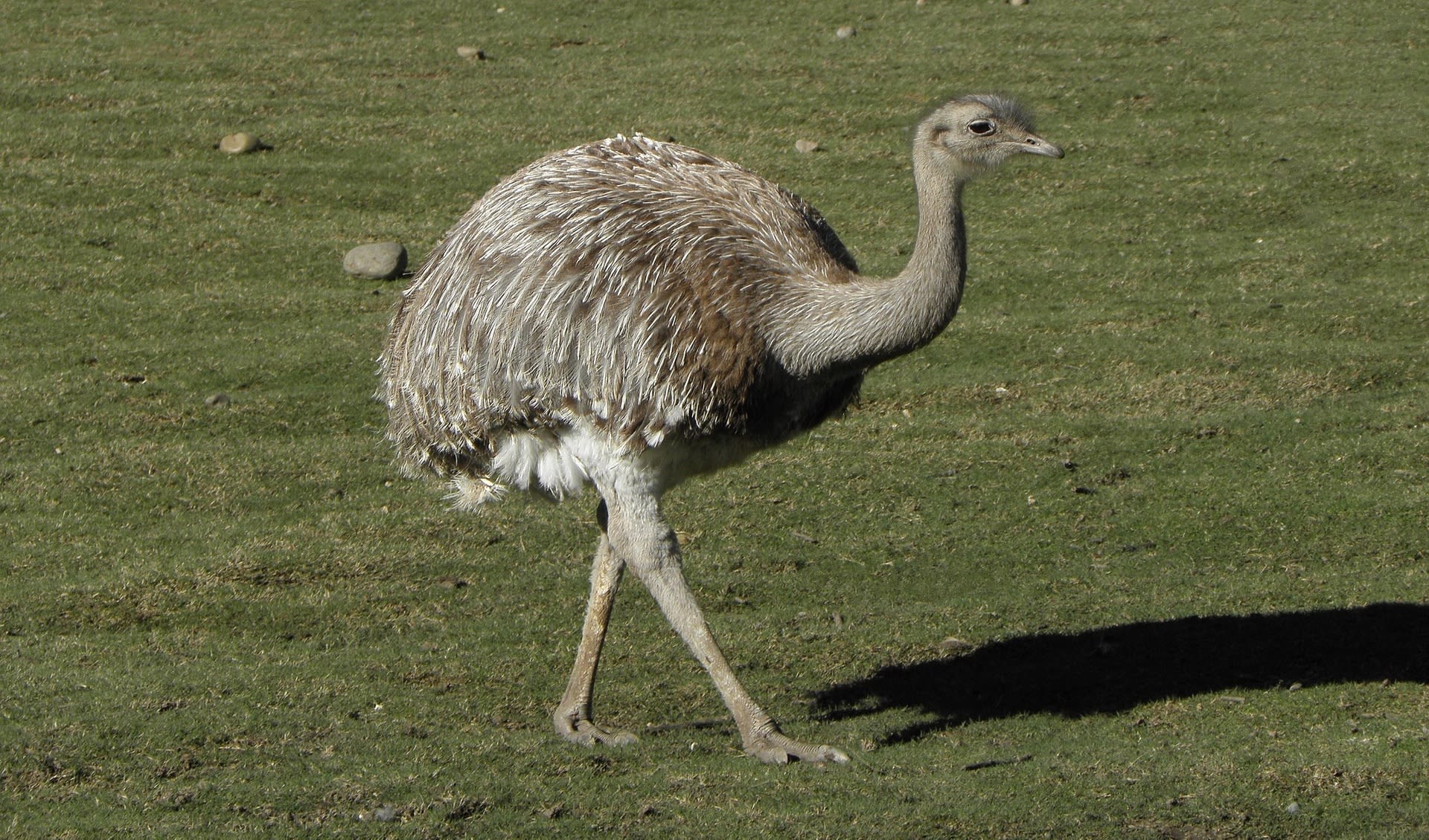 Lesser rhea facts, distribution & population | BioDB