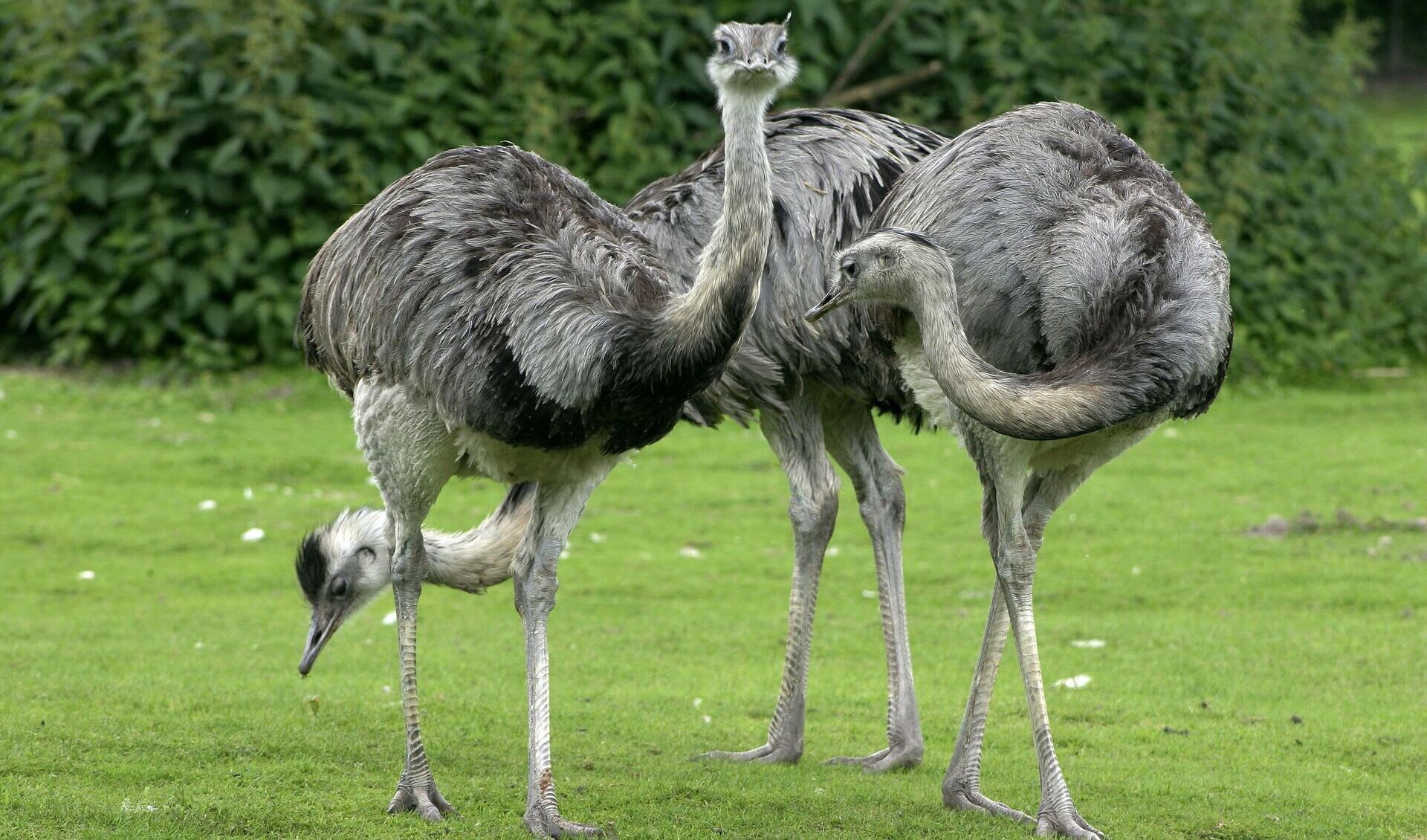 Rio Rhea Greater rhea facts, distribution & population | BioDB