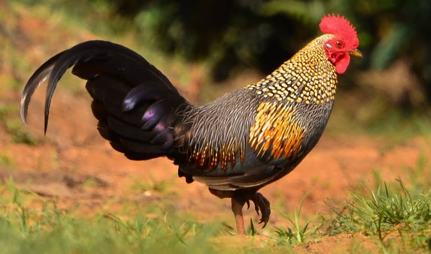 Cuff Galluses Gallus – Junglefowls: facts, distribution & population | BioDB