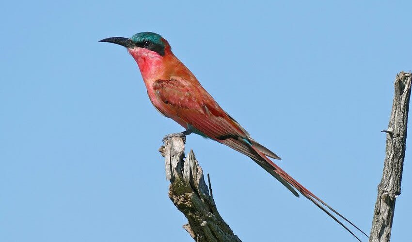 Merops: facts, distribution & population | BioDB