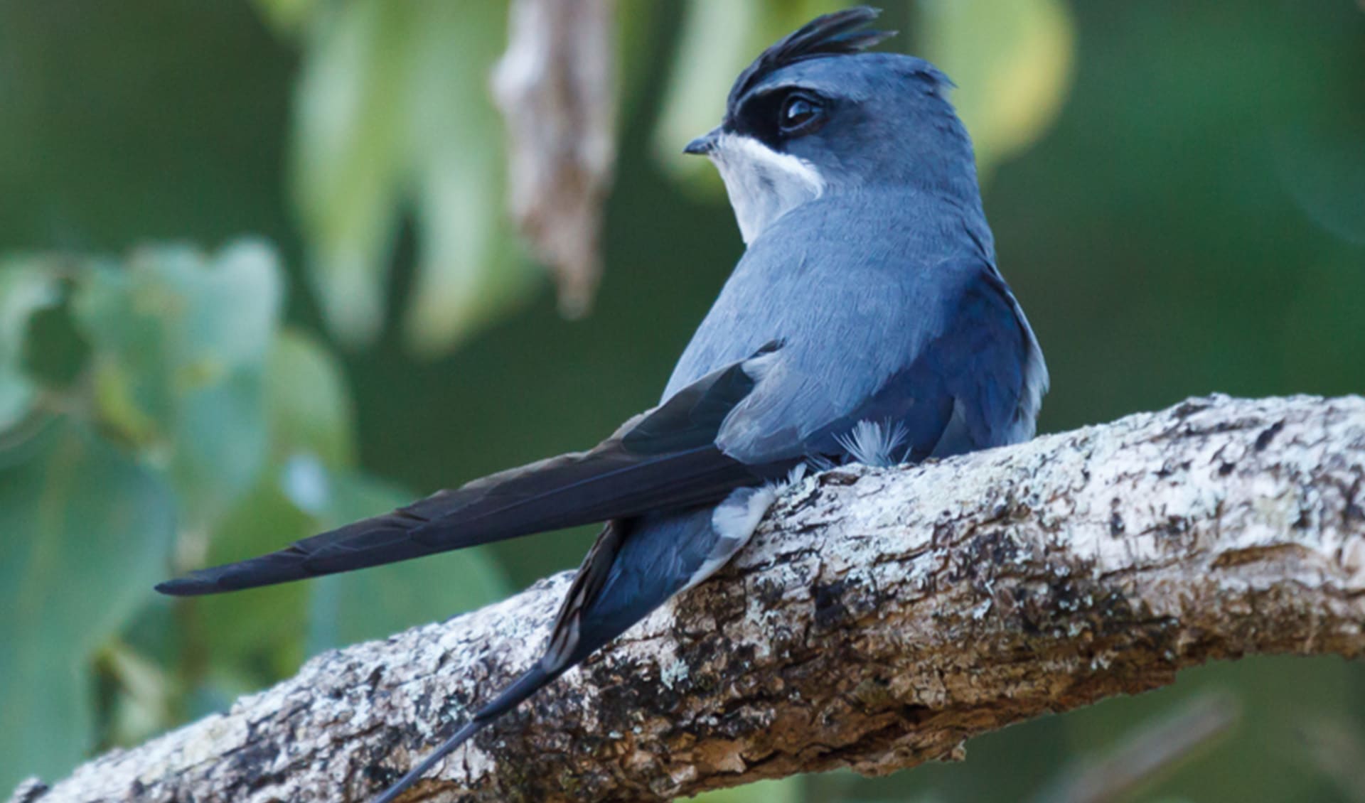 Crested treeswift facts, distribution & population | BioDB