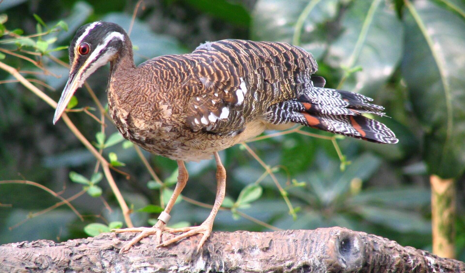 Sunbittern facts, distribution & population | BioDB