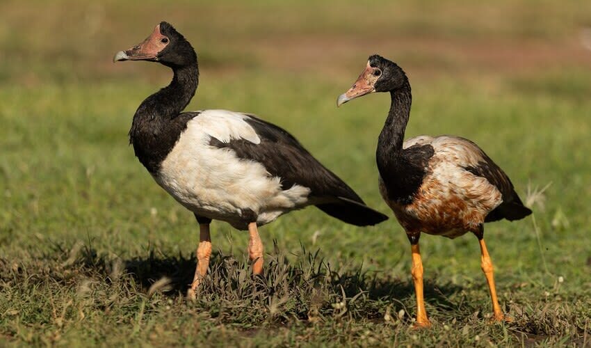 Anseranas - Magpie goose: facts, distribution & population | BioDB
