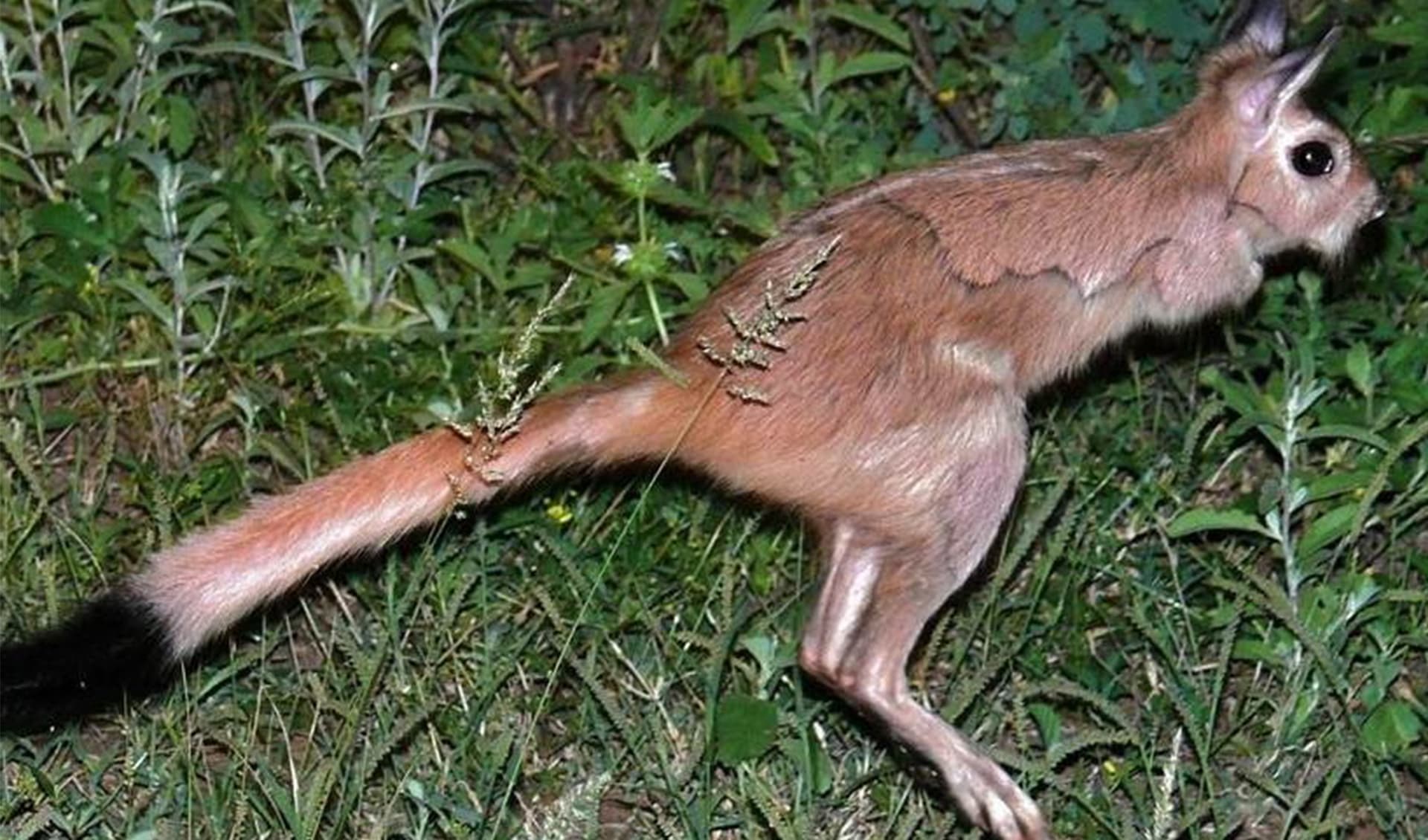 South African springhare facts, distribution & population | BioDB